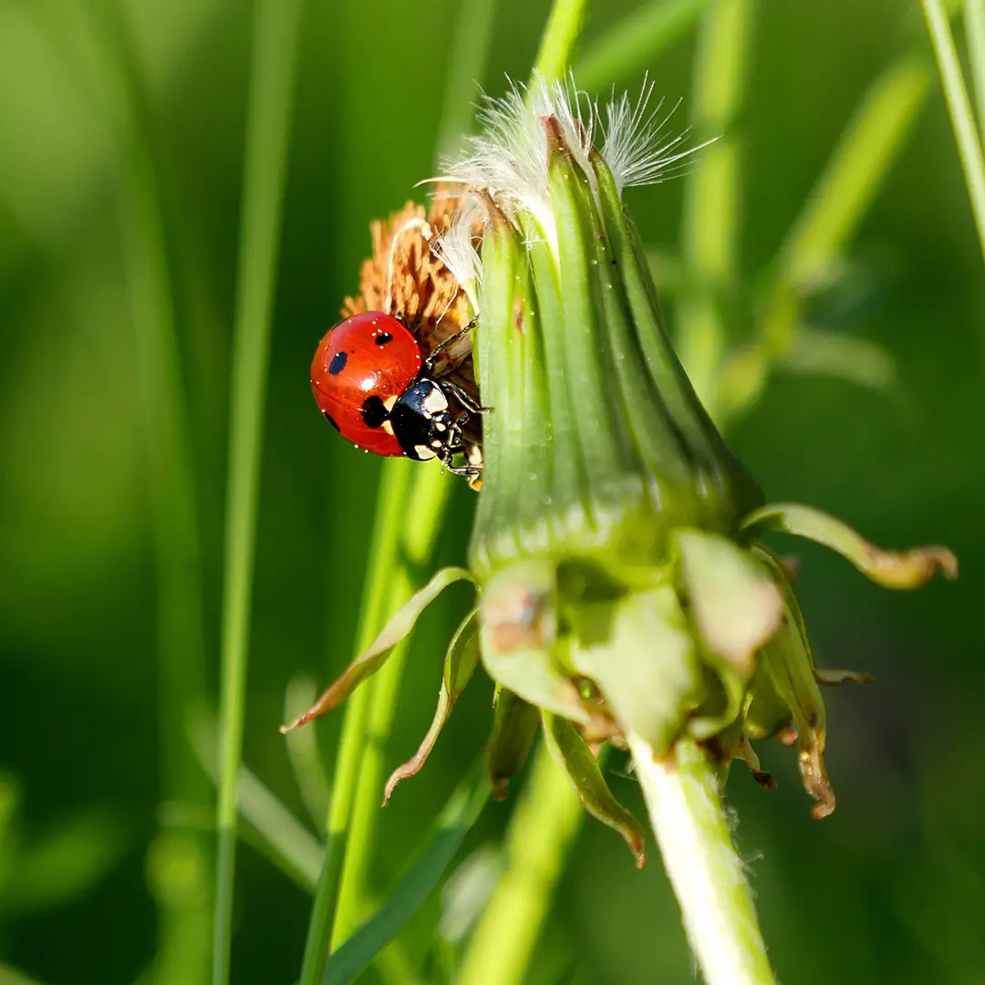 Article Pro Natura Vaud : pissenlit